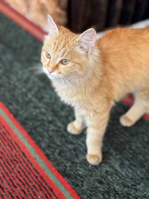 Zotli muwuk sotiladii srocna