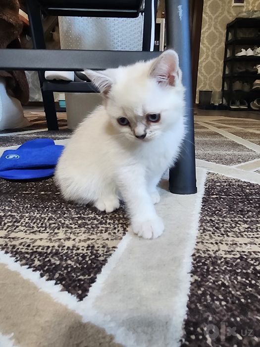 Продаётся котёнок.