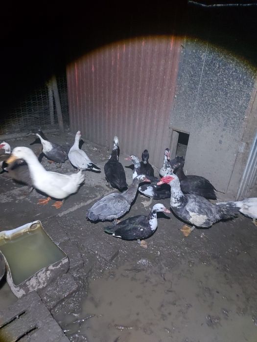 Rațe mute disponibile