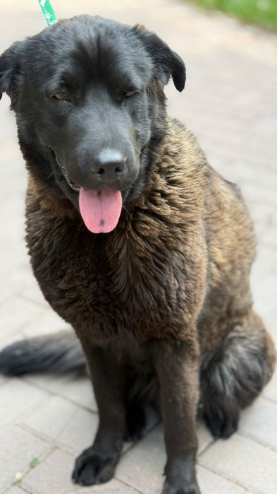 Собака ищет хороший дом