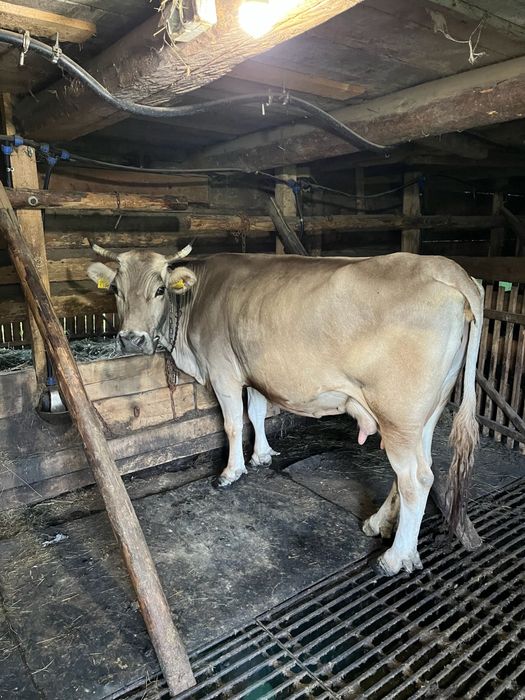 Vaca cu lapte ..