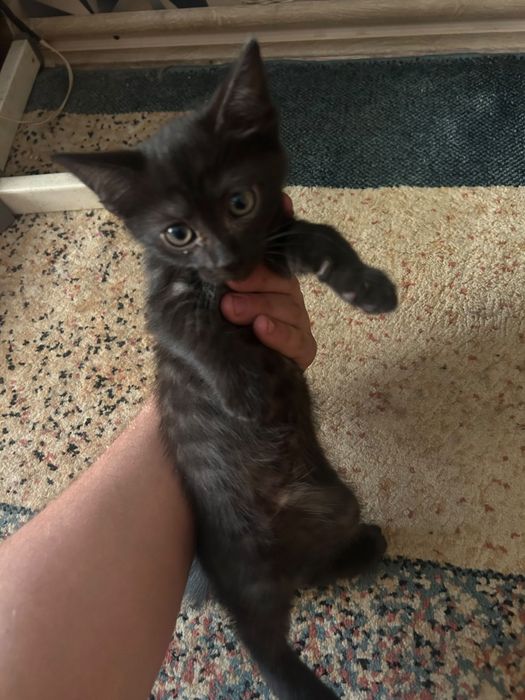 Отдам котят британцы