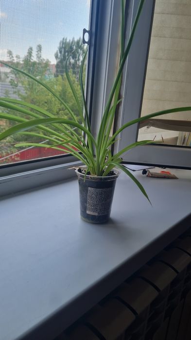 Кактус,денежное дерево,хлорофитум