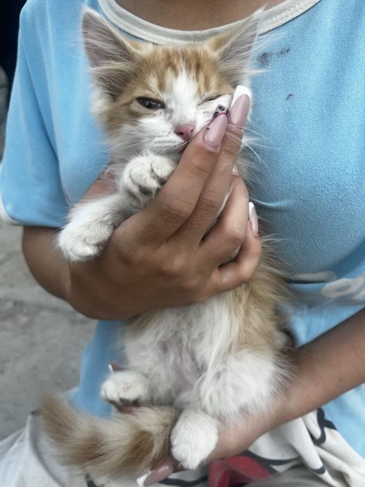 Котята в добрые руки ! Срочно