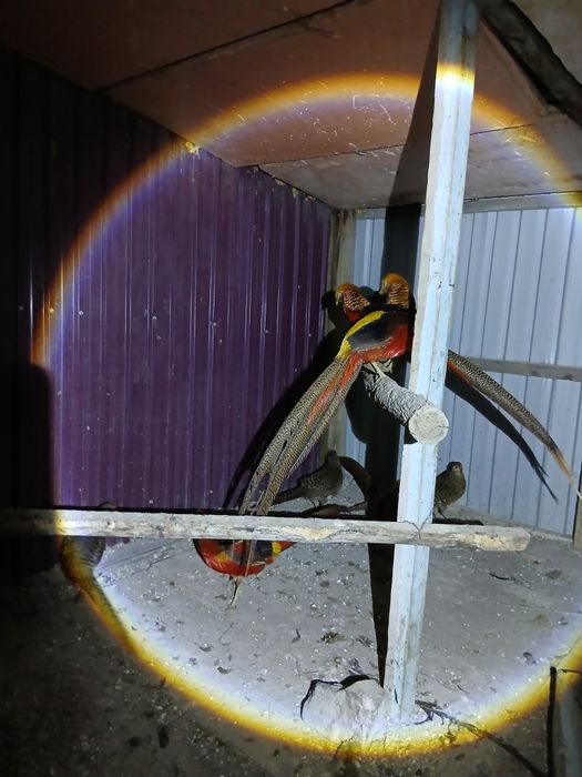 Золотые фазаны.    .