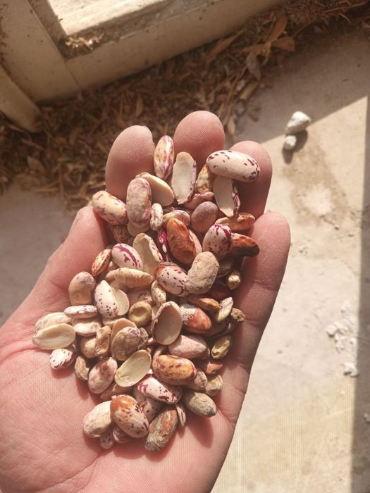 Fasol otxod sotiladi