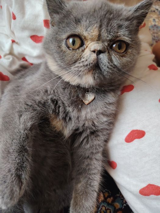 Прадаю Сваю Кошка