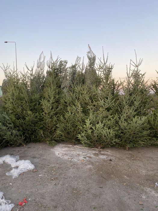 Brazi de Craciun 3-5 metri