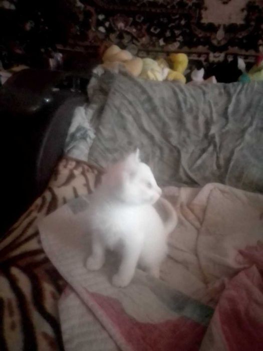 белый пушистый катенок