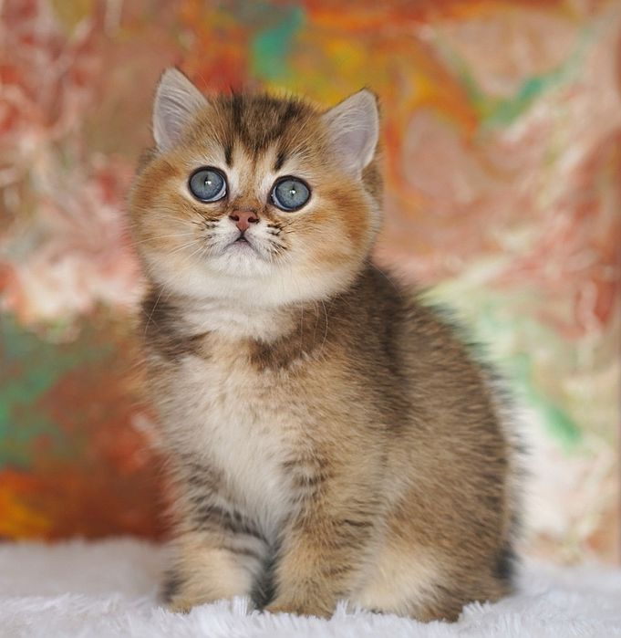 Котёнок, девочка британская шиншилла