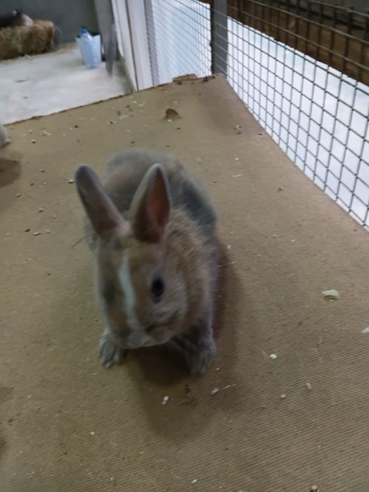 Karlikiviy quyon sotiladi qulogi turgan