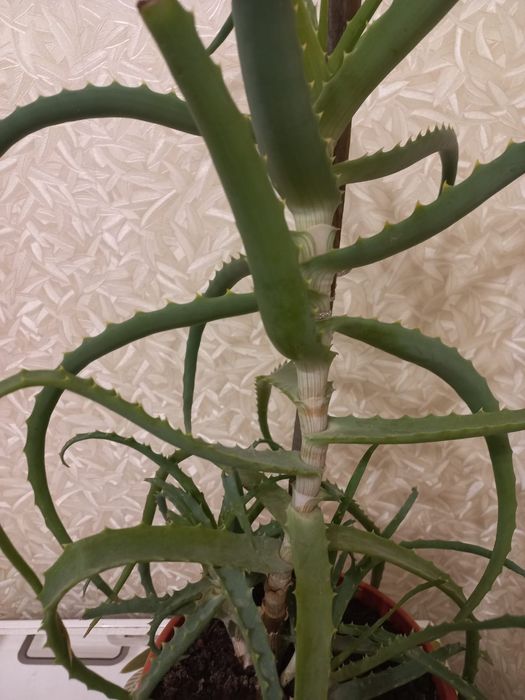 Продам Алоэ лекарственный