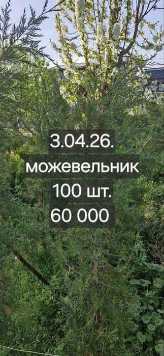 Мозжевельник дерово