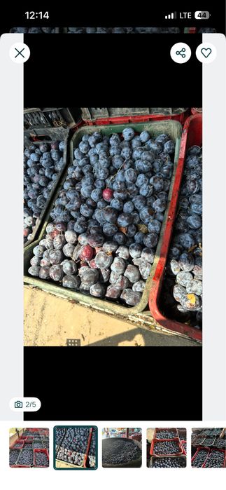 Vand. Pruna. Straili. De. Tuica. De. Palinca. Etc