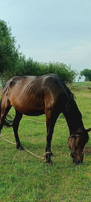 Продам кабыла...