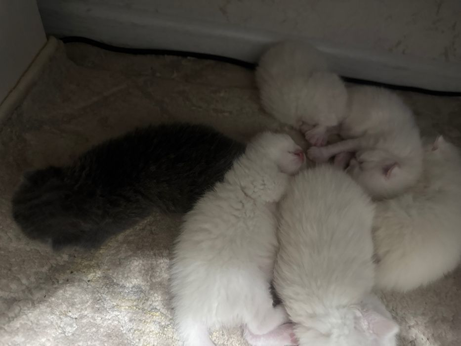 Скотш фолд скотш страйт болалари сотилади