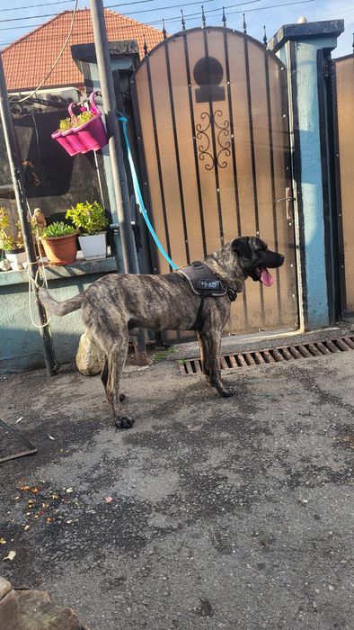 DONEZ câine ,ascultător,jucaus,vaccinat,etc