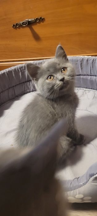 Британски котенца
