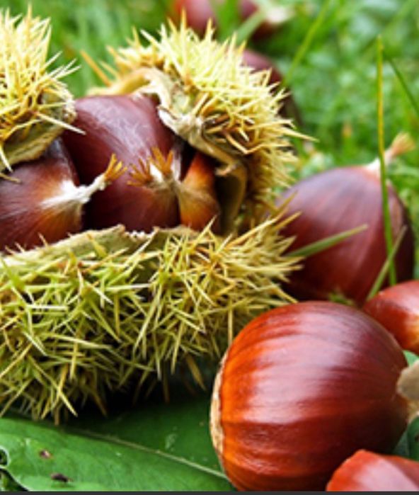 Дрян, Ядлив Кестен и орехи