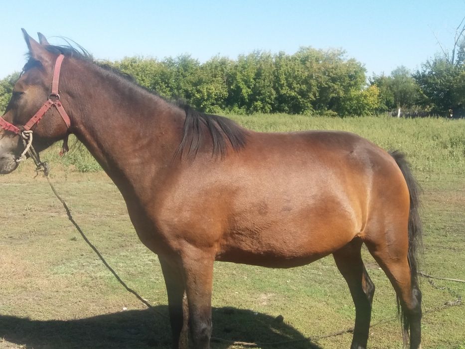 Продажа лошадей кобыл 5ти летки