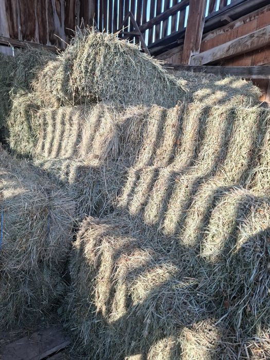 Baloți otavă amestec trifoi/ghizdei.