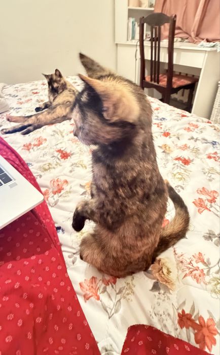 Котенок бесплатно