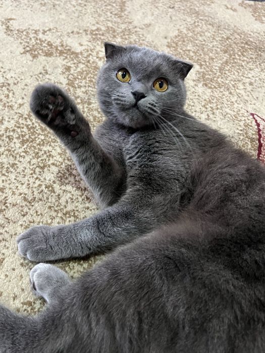 Британский чистокровный вислоухий scotish fold