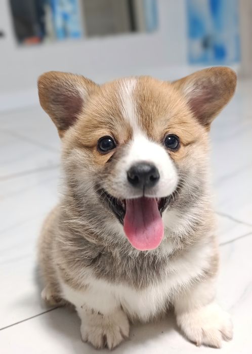 Ранее бронирование щенков вельш корги пемброк