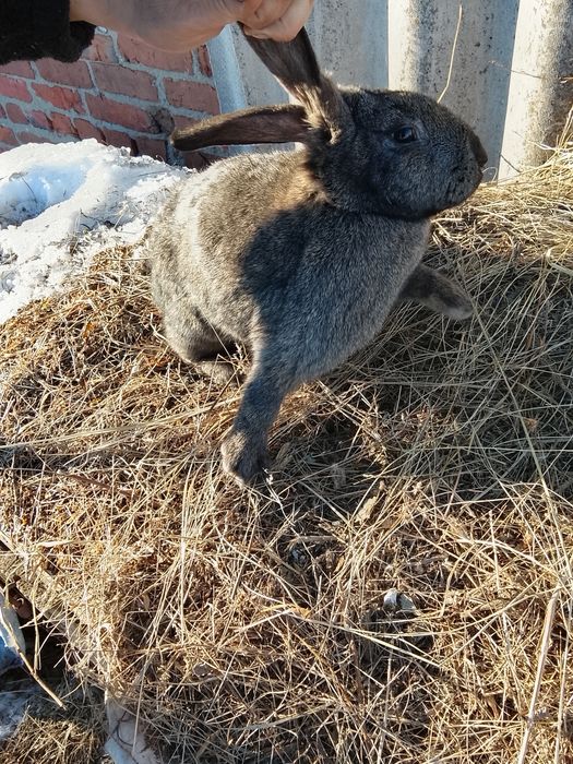 Продам кроликов кролих и два крола