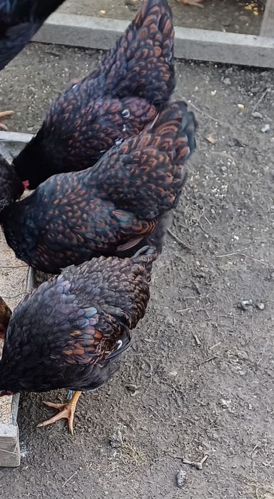 2 familii Barnevelder rosu cu negru