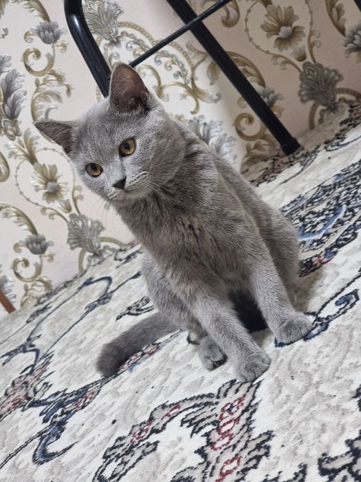 Mushuk sotiladi Skotish strayt