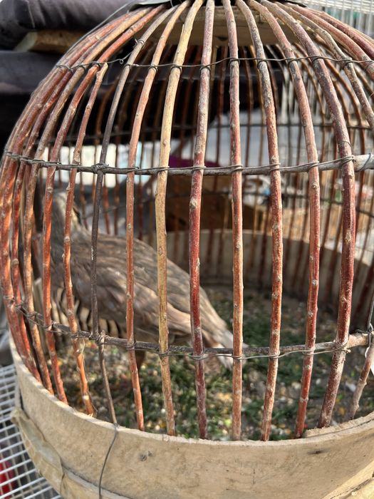 Kaklik sotiladi chayon yoqatadi