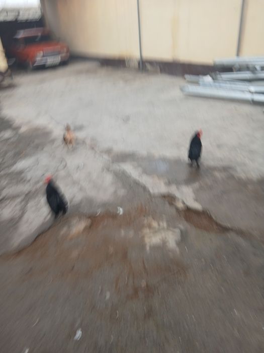 Хўрозлар сотилади.