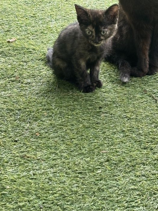 Отдаем котят бесплатно