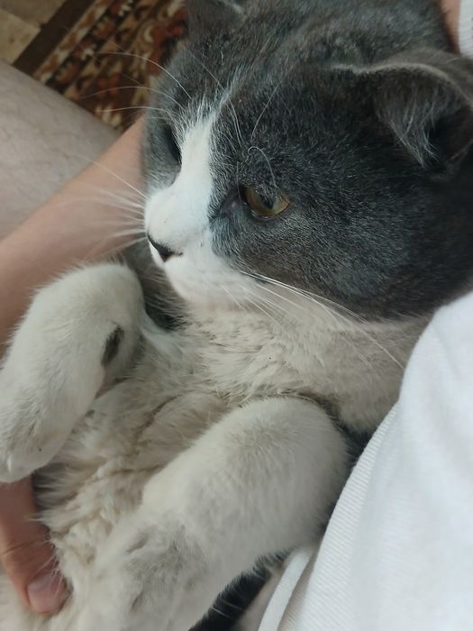 Mushuk sotiladi scottish strayt