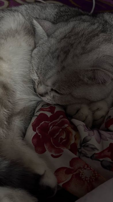 Котёнок Шотландец