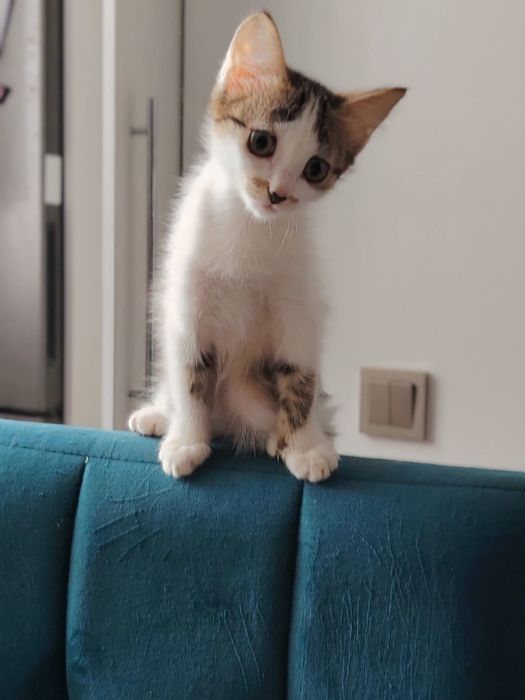 Котенок в добрве руки