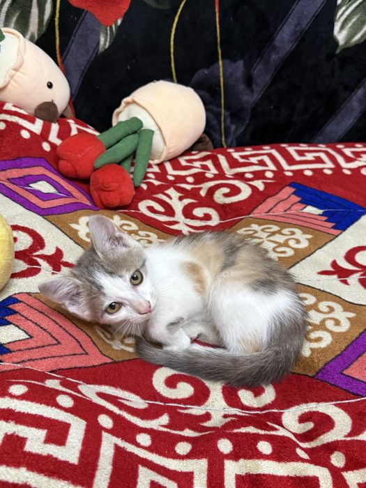 Кошка, отдам в хорошие руки