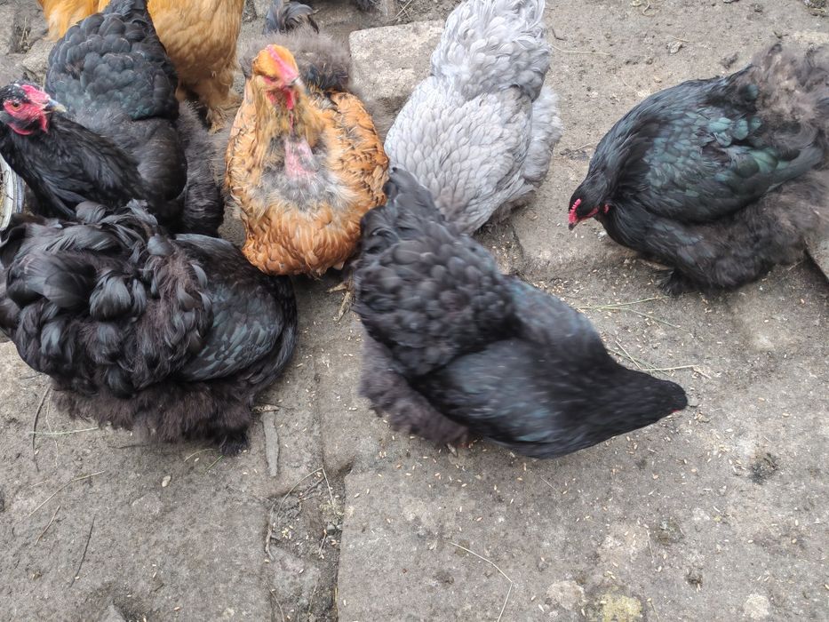 Găini Brahma negru și potirnichiu