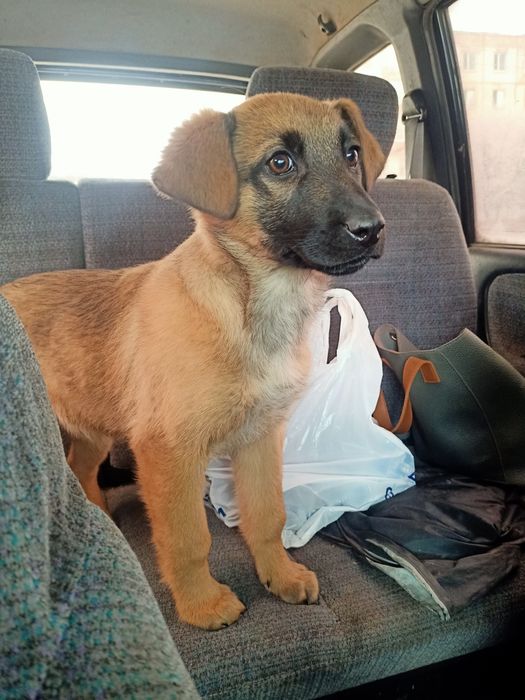 Отдается в хорошие руки