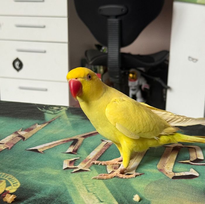 Papagal micul Alexander