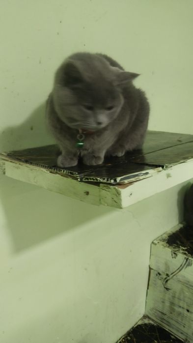 Brtanskiy sotiladi qizbola 7 oyli