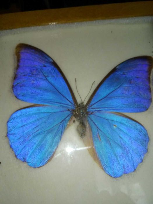 Fluture Morpho Anaxibia inramat
