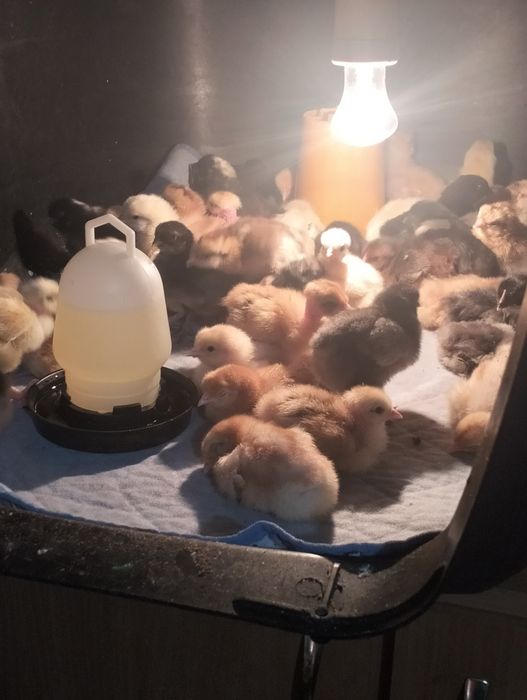 Продаются цыплята