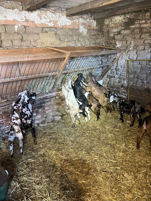 Iezi și ieduțe anglo nubiene