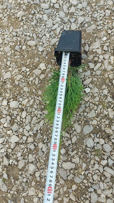 Tuia smarald dacă doriți la Salcea găsiți poze reale