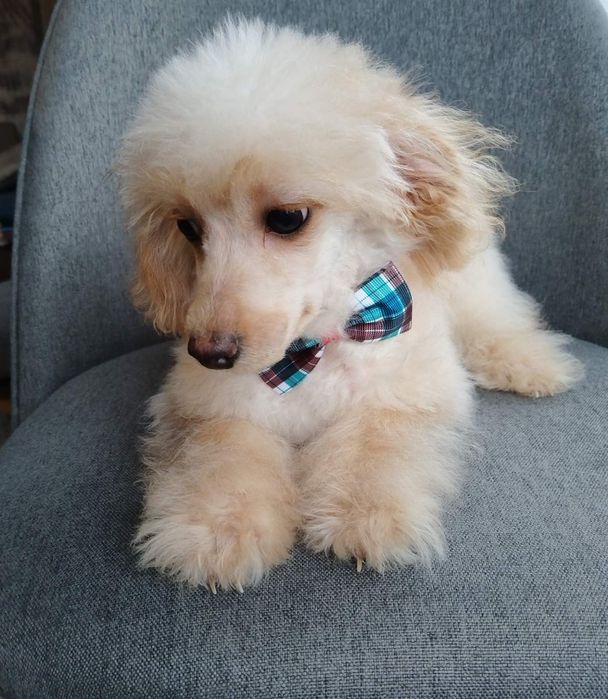 Путел той/poodle toy