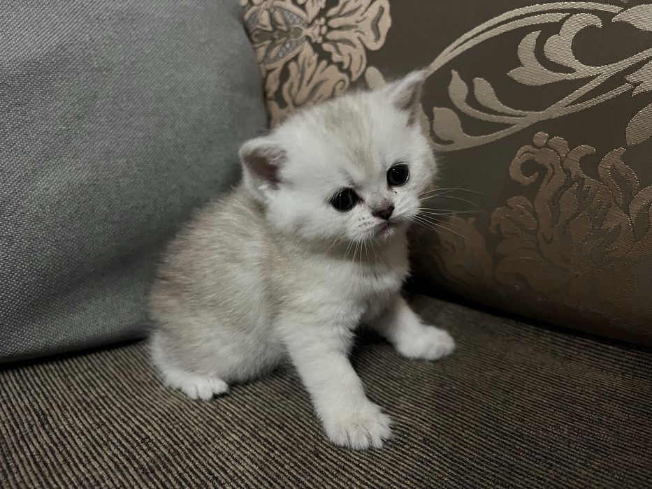 Британски  сребърни