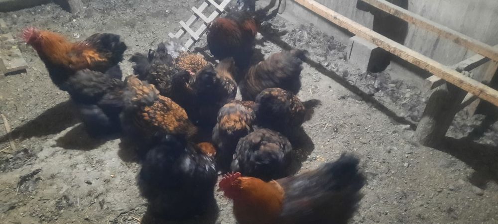 Кохинхин золотоцы