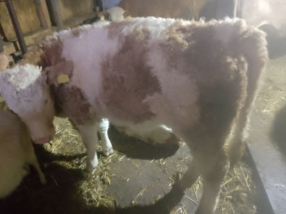 Vitele BR linie carne